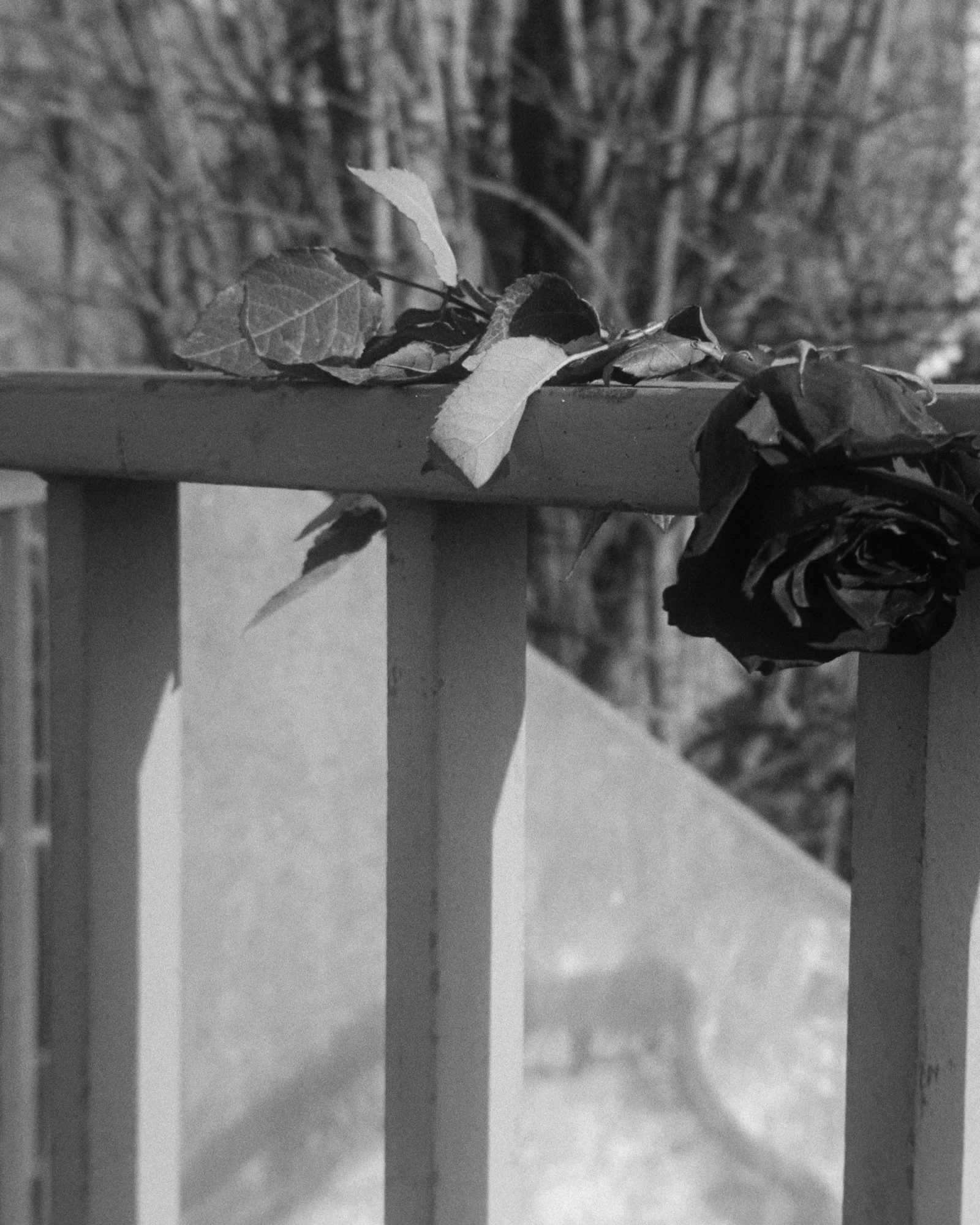 Film Print Detail 1